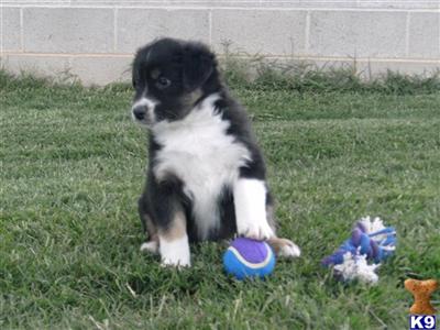 Puppies in NM